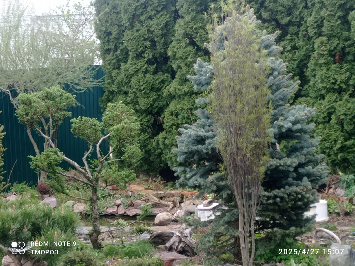 кусочек леса перед домом