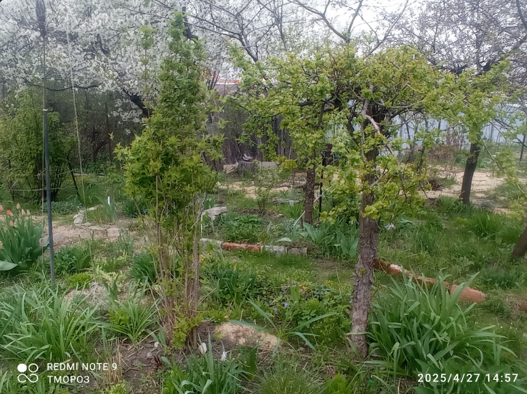 вертикали в цветнике