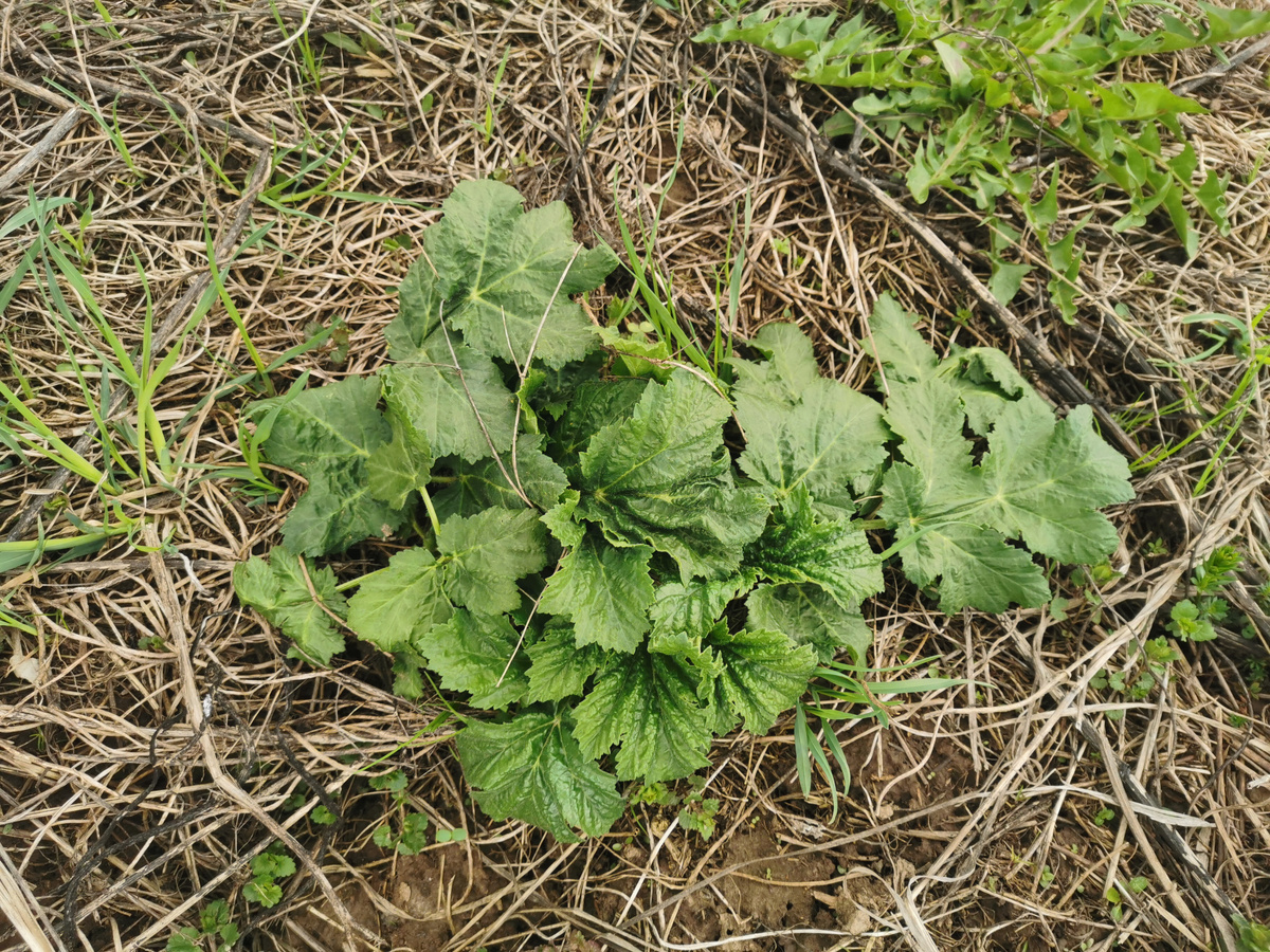 Борщевик сосновского