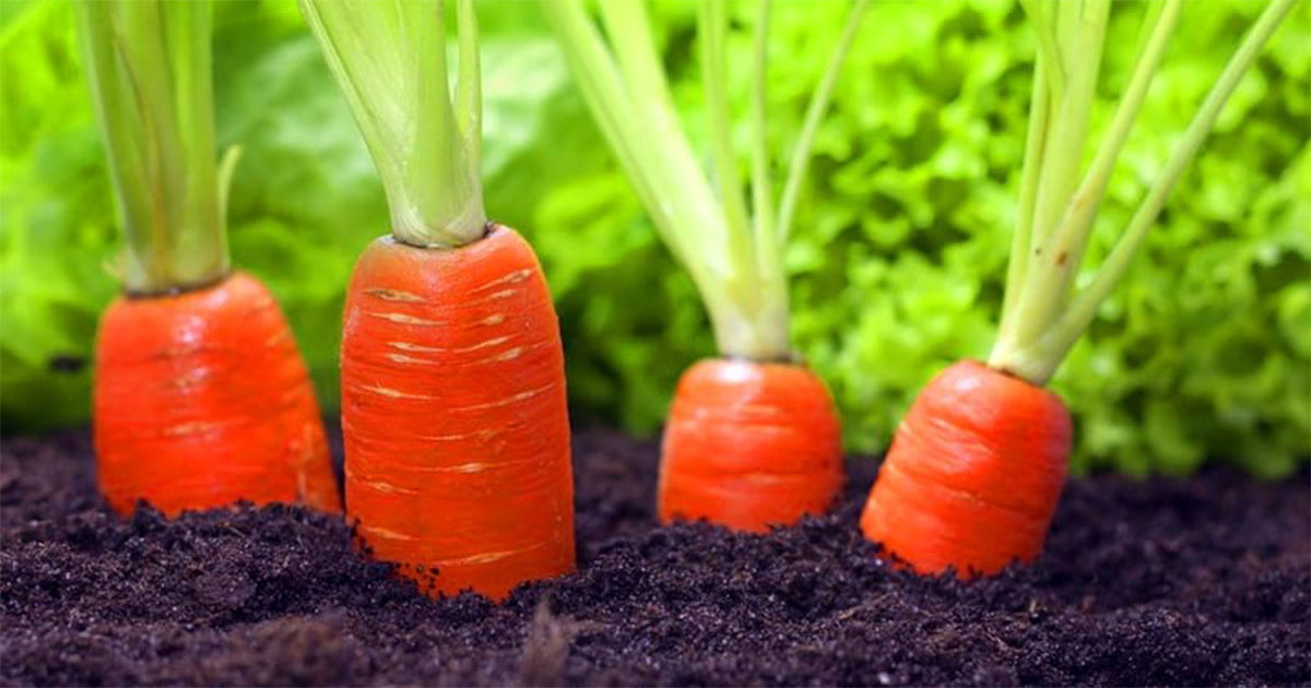 Как выращивать морковь