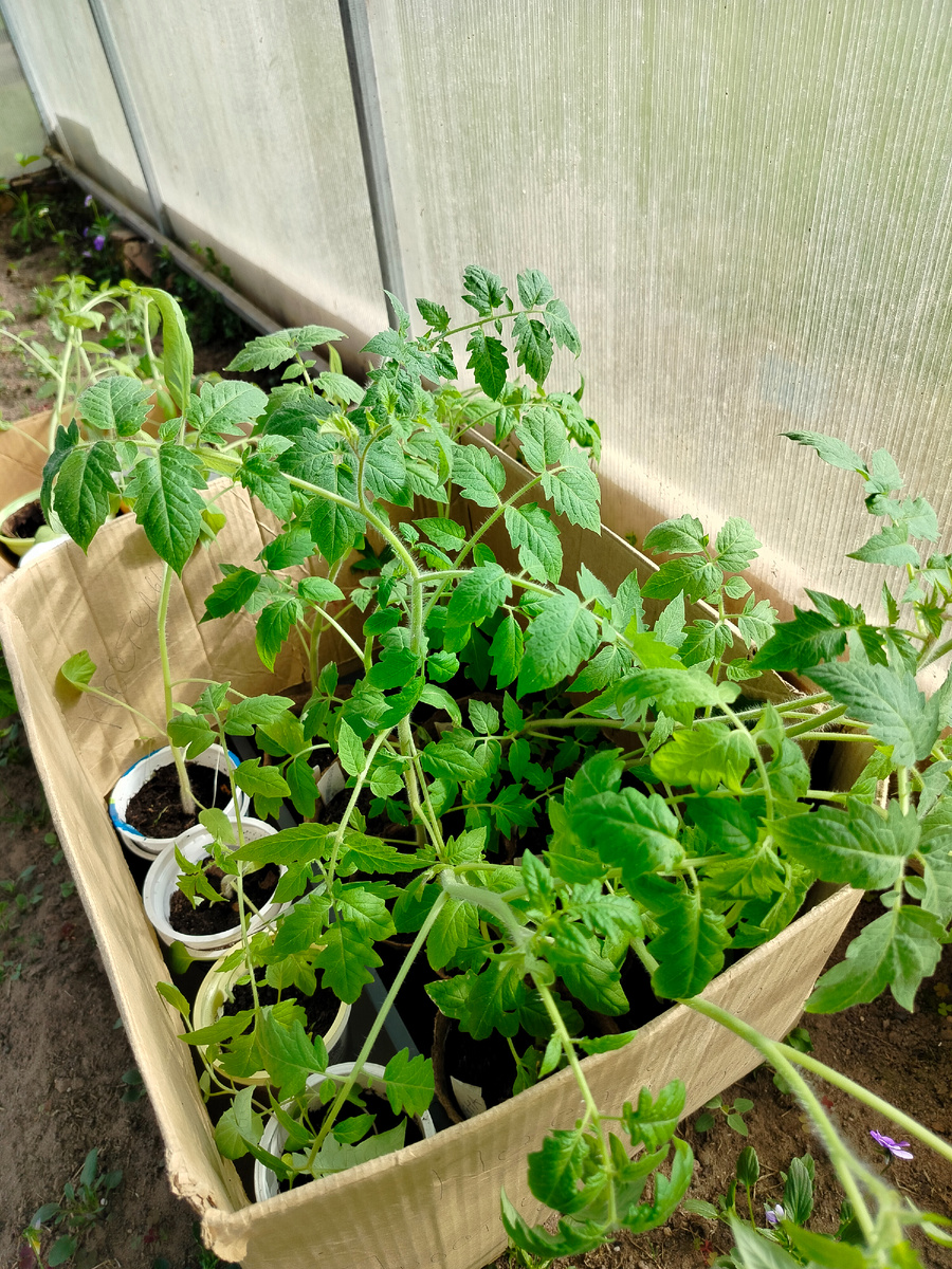 В трёх коробках привезли. Пусть привыкает к новым условиям. Но сажать буду через пару дней