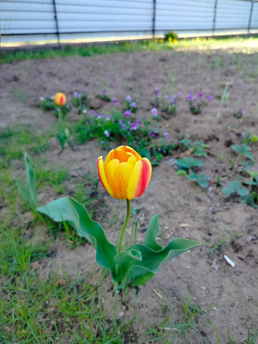 Тюльпан у летней кухни