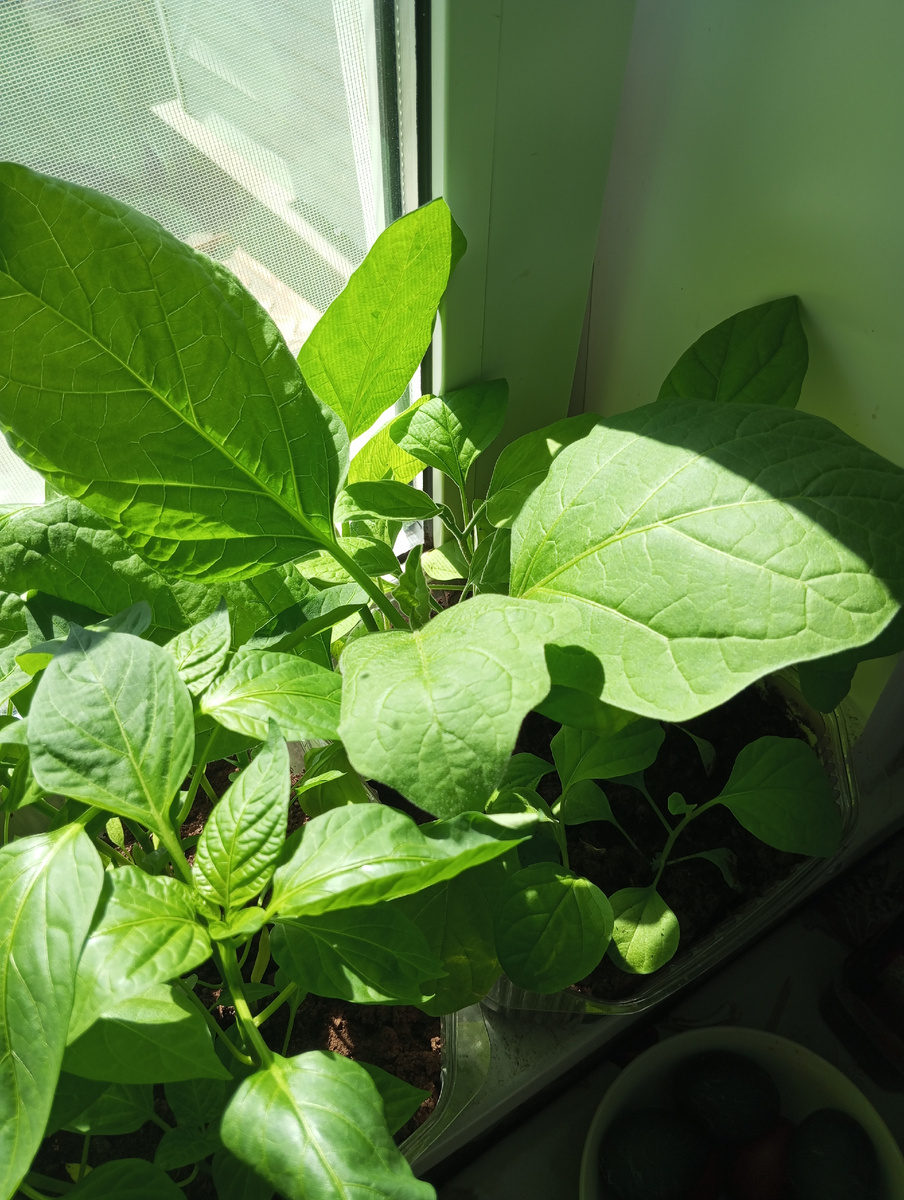 Рассада на окне на солнышке, ей не холодно