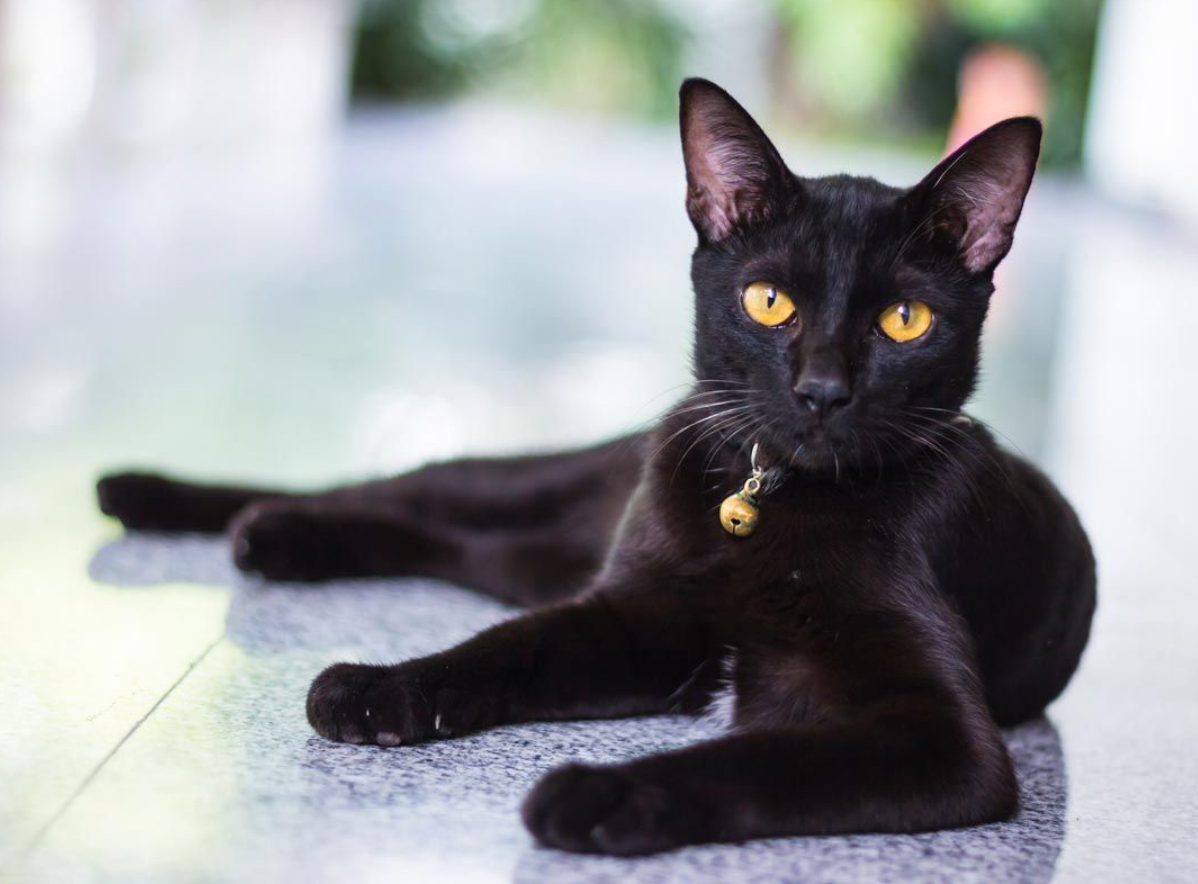 Картинка из интернета