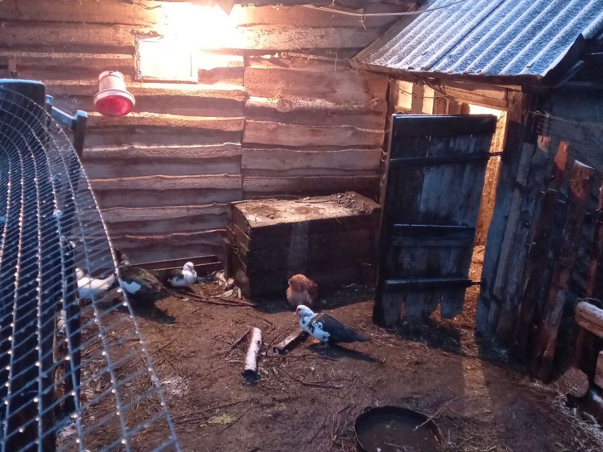 Фото с тех времен, когда у нас еще была птица)