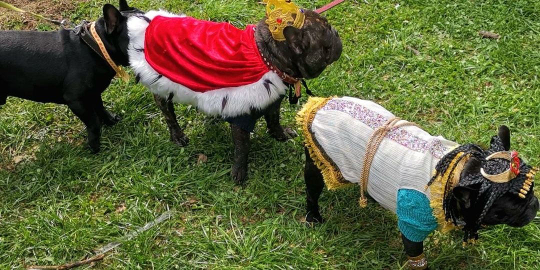 Парад французских бульдогов в усадьбе «Воронцово»