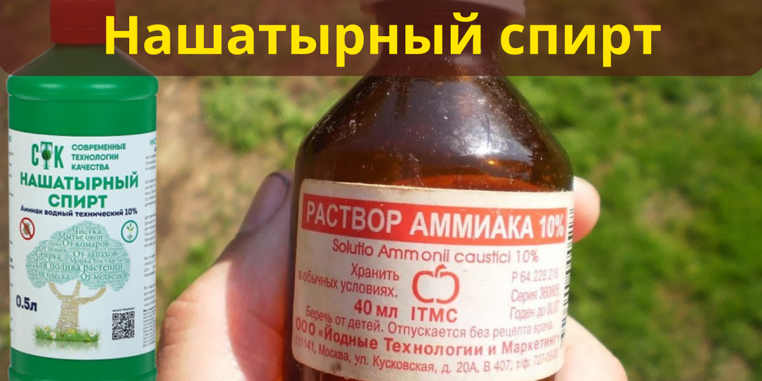 Нашатырный спирт: секретный помощник огородника и садовода как использовать, чтобы добиться богатого урожая и защитить растения