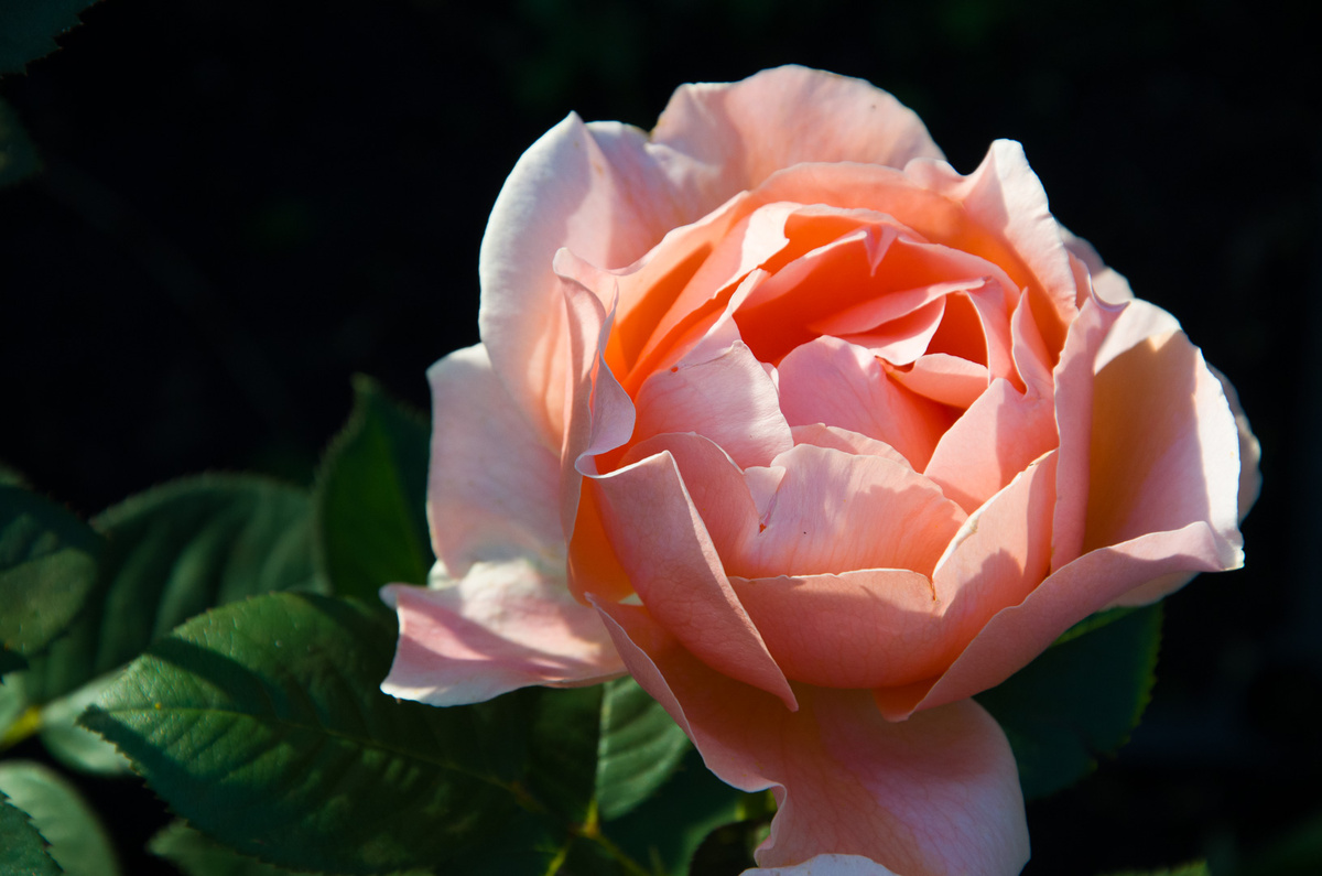 Розы из сада Зеленой Стрекозы