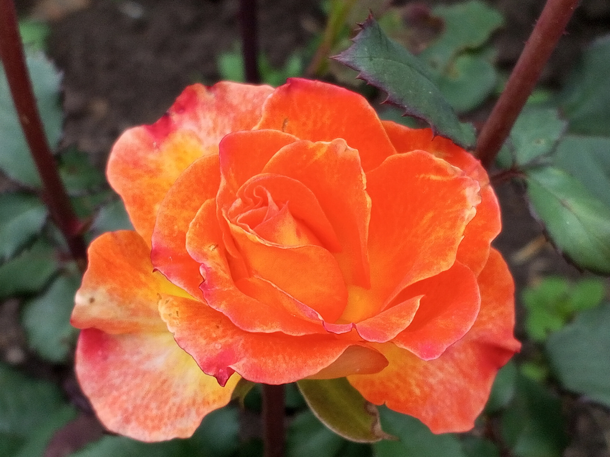 Розы из сада Зеленой Стрекозы 