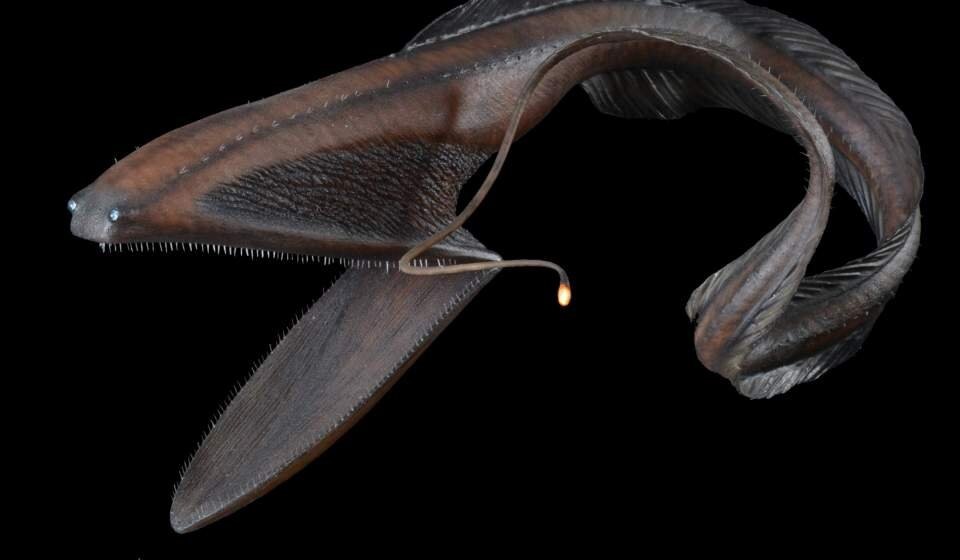 Большеротый угорь