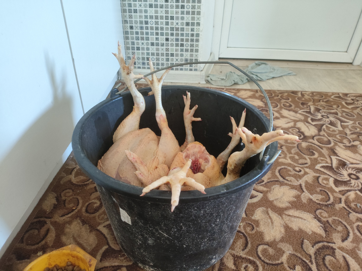 Последние три курочки