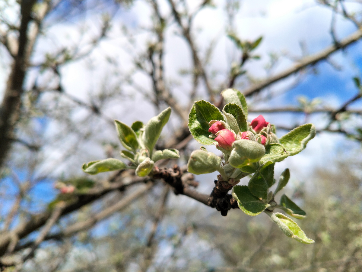 Krugozor / Яблоня 