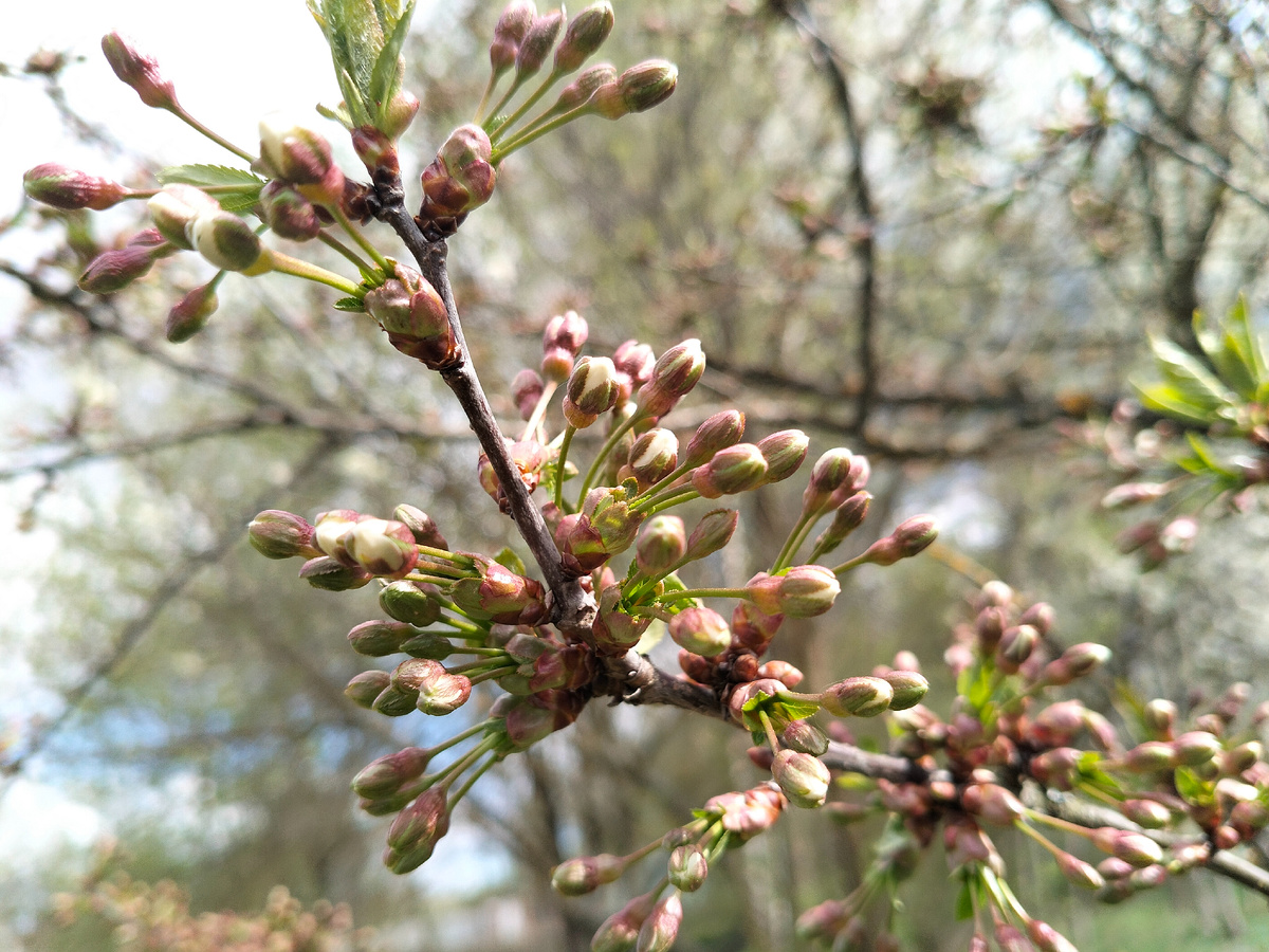 Krugozor / Вишня
