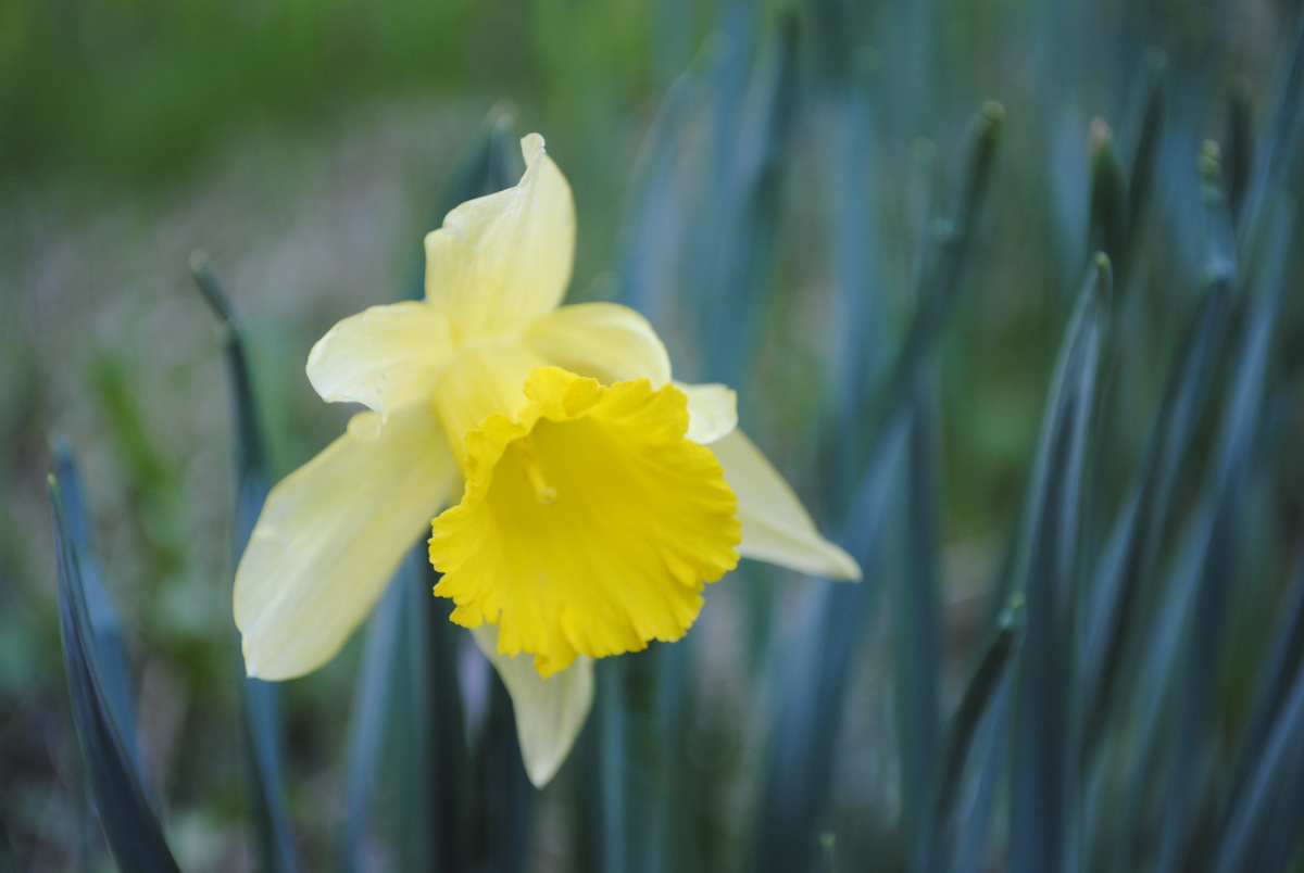 Все фотографии мои. Но цветочки не все мои! Хохлатки лесные, поселковые 