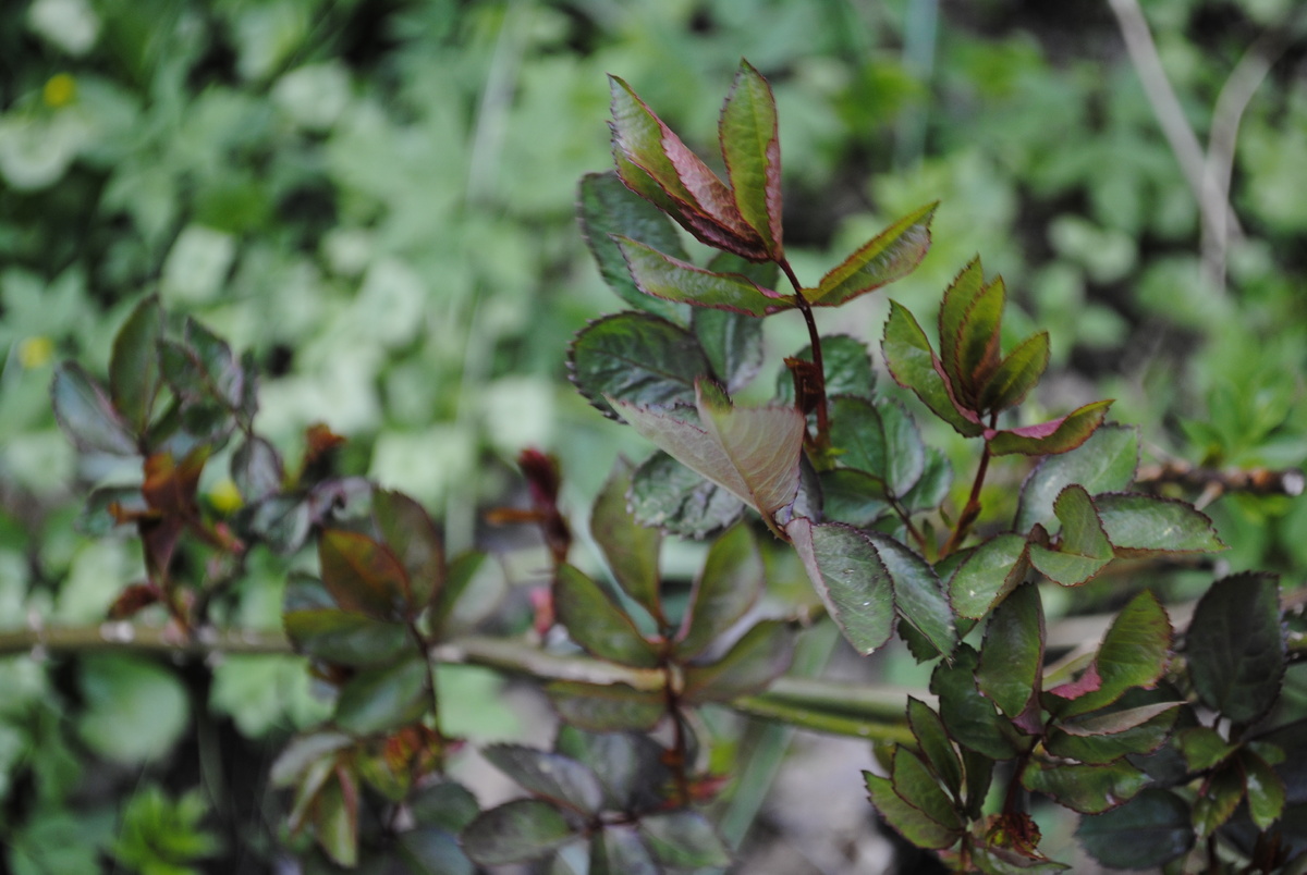 Розы уже обросли могучей листвой. Но я за них не слишком волнуюсь, небось не клематисы, и не такие заморозки переживали