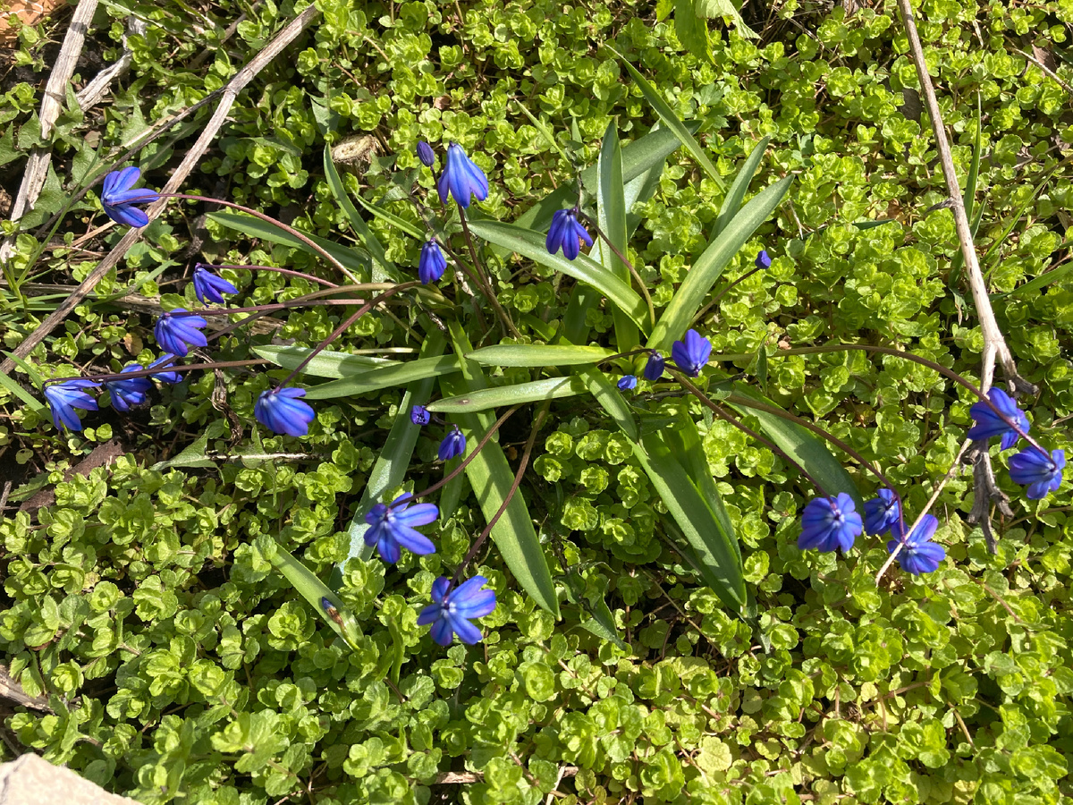 Первыми меня встретили пролески в редких лучах солнца
