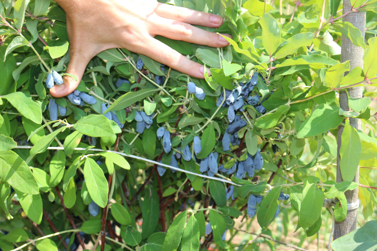 первый обильный урожай