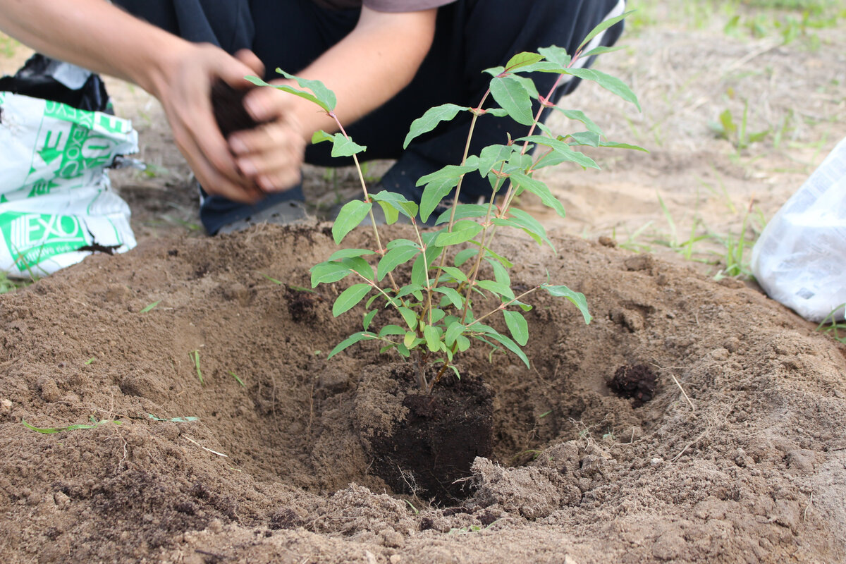 посадка 2017 года