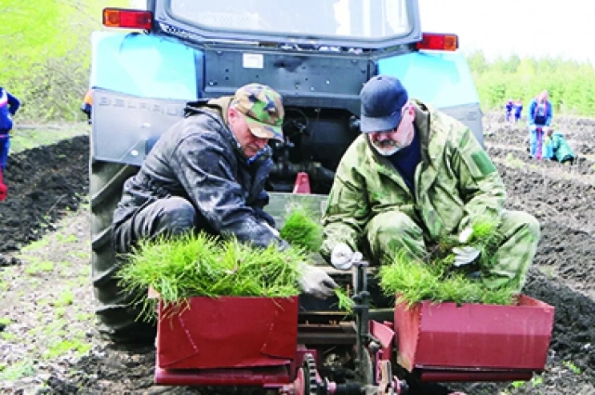    179 деревьев планируют высадить в Пензе в 2025 году