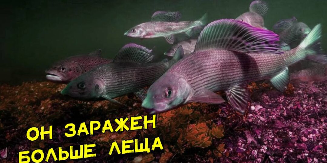 Что скрывает безопасное мясо хариуса из чистых рек Сибири. 1 место по заражению людей описторхами