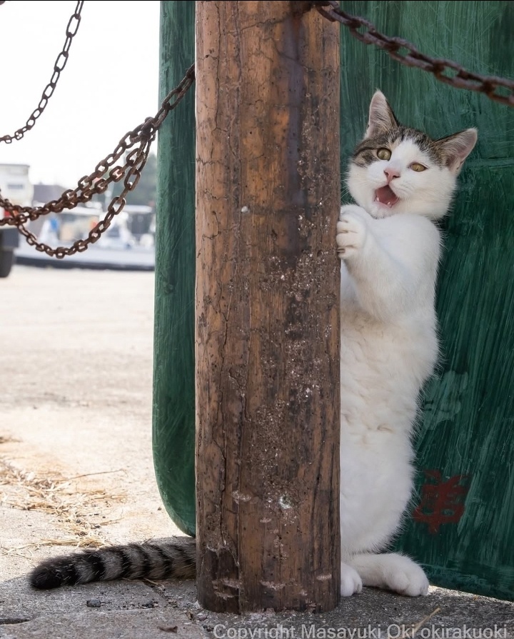 Автор фото - японский фотограф Масаюки Оки 