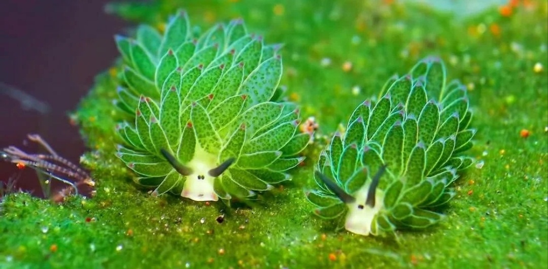 На лугу, на лугу, на лугу пасутся.... морские овечки!