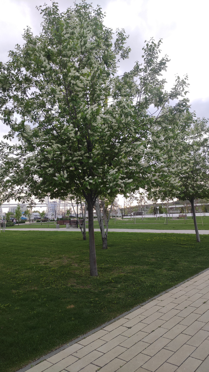 Вот такая красота в парке