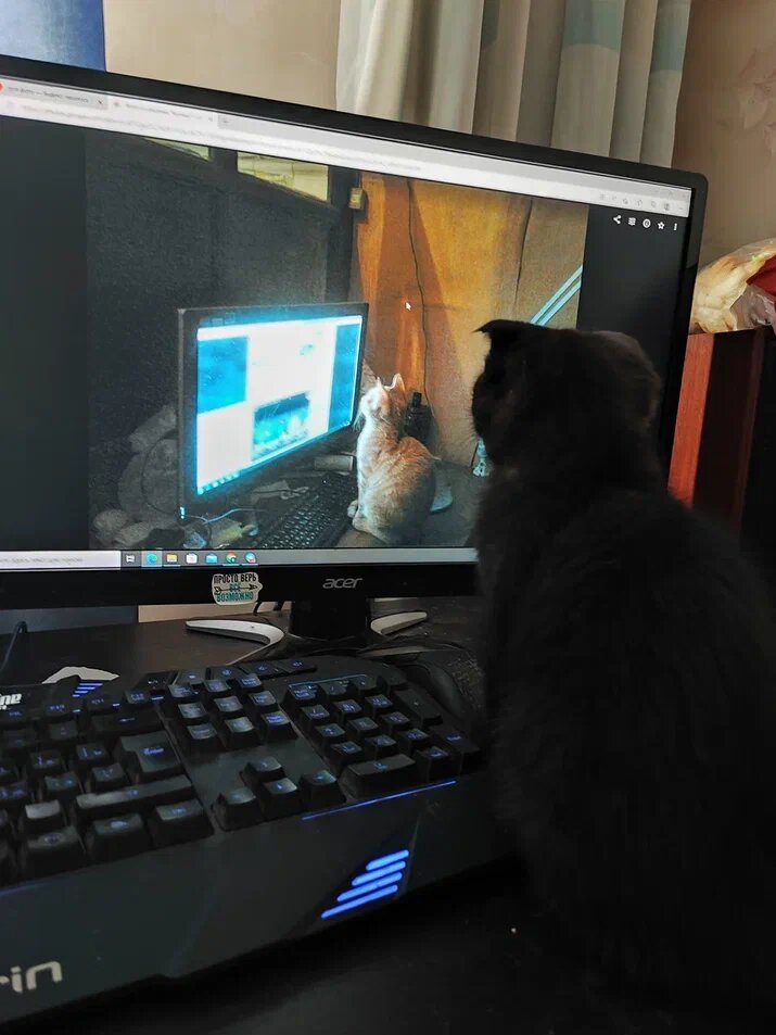 Одна из самых любимых фотографий. Котенок наблюдает в мониторе, как котенок наблюдает за монитором . 