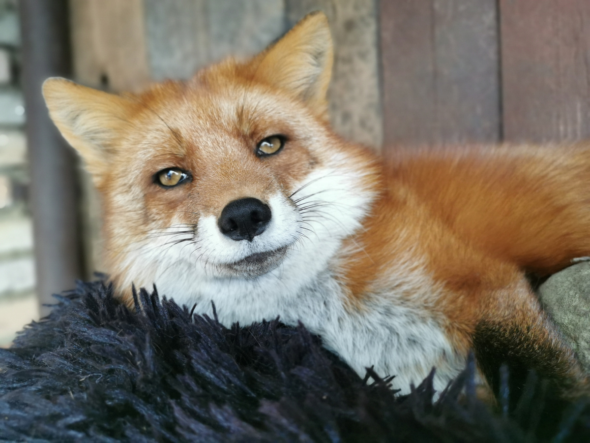 Лиса Василиса, 11 лет