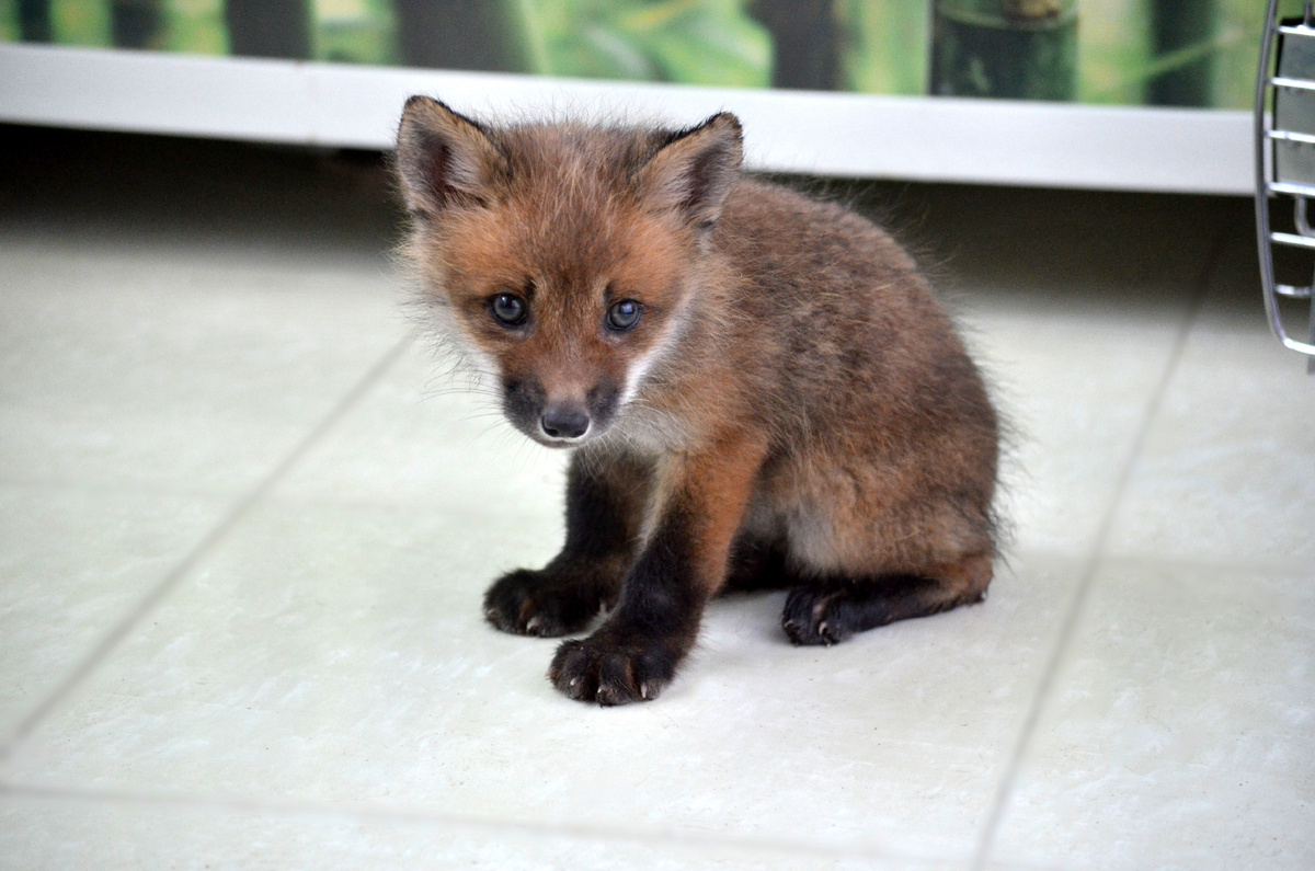 Лиса Василиса, первый день в доме