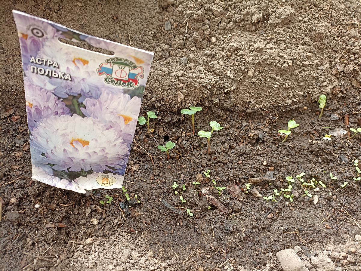 Посев семян атр в бороздку в неотапливаемой теплице. Фото автора