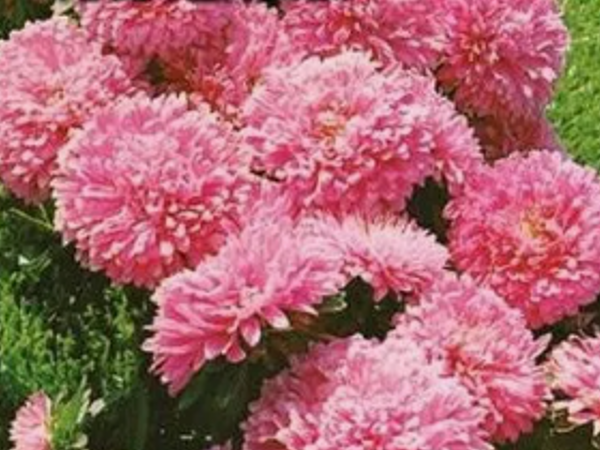 Астра Настенька из группы Карликовых королевских астр. Скрин фото с пакета с семенами