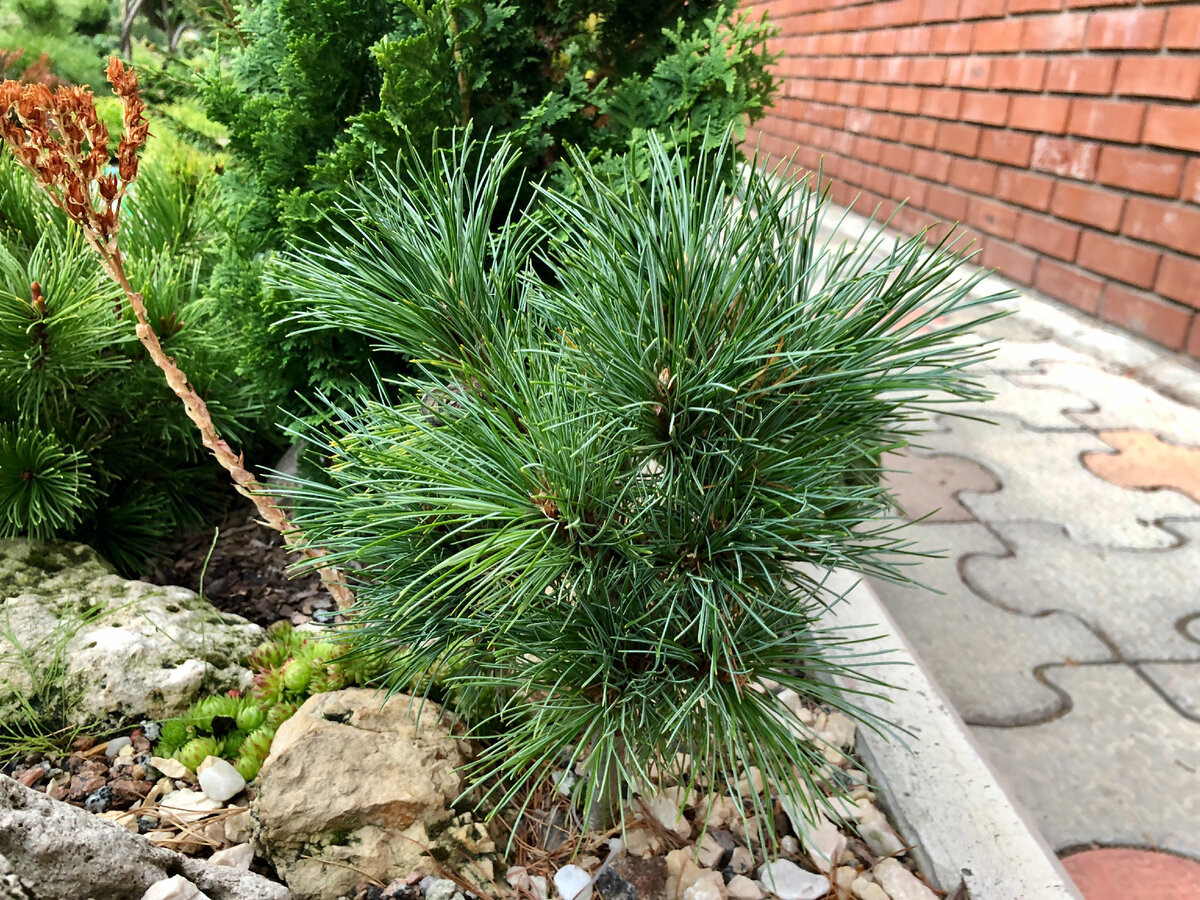 Саженцы сосны кедровой корейской