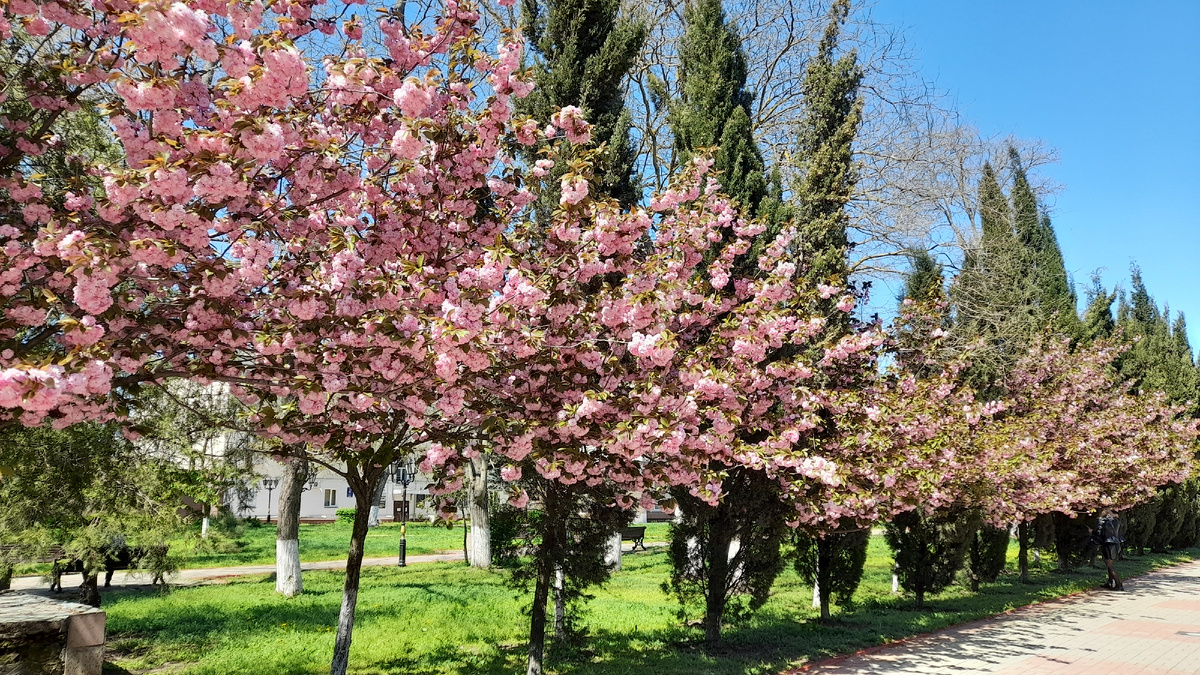 Аллея сакур в Керчи