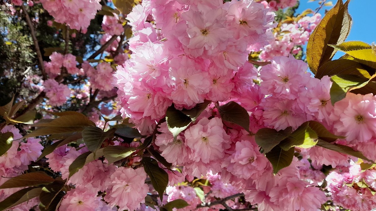 Пышные нежно-розовые цветы сакуры