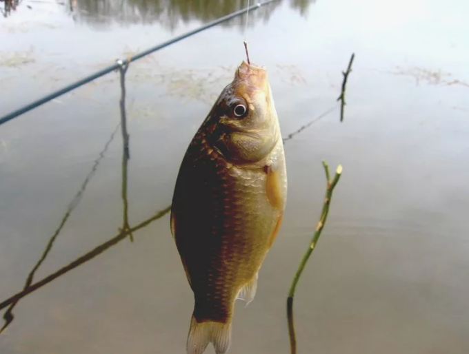 Карась пойманный на поплавочную снасть. Источник фото admoktpos.ru