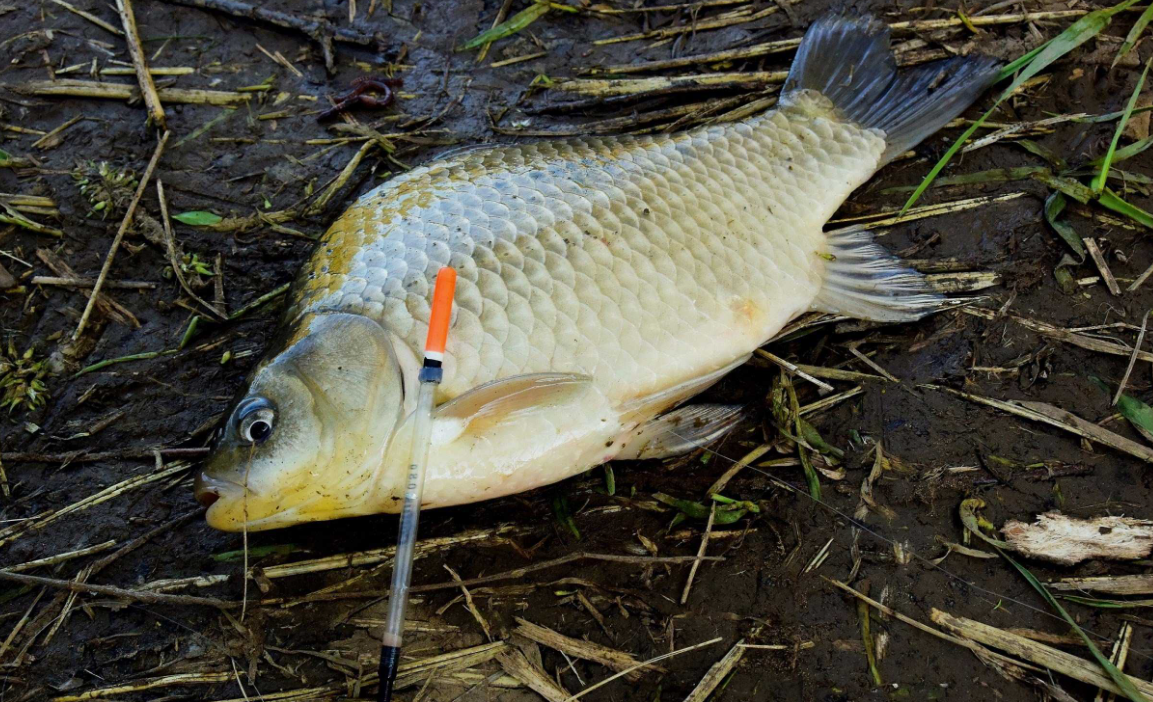 Карась пойманный на поплавочную снасть. Источник фото travelwoorld.ru