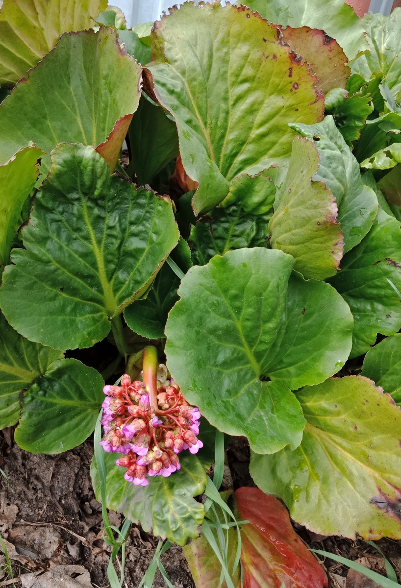 бадан сердцевидный