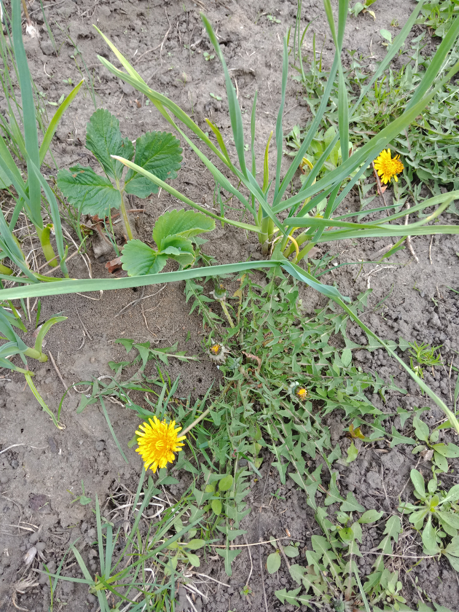 одуванчики - агрессоры