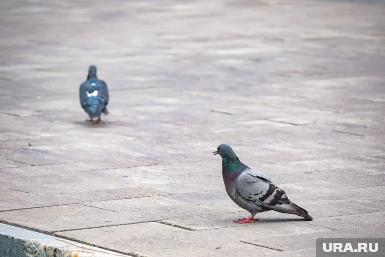 Голубь - синантропная птица и живет возле человека
Фото: Руслан Яроцкий © URA.RU