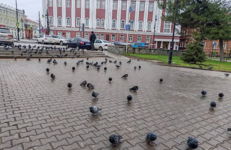 В сквере у оперного театра несколько десятилетий обитает самая большая популяция голубей
Фото: ИА ТЕКСТ