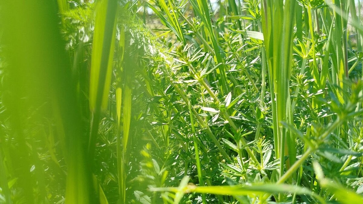    Фото: телеканал «Краснодар»