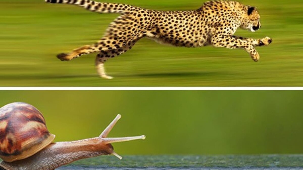 Заранее известно - гепард быстрее, но гораздо интереснее - почему? А еще интереснее - как помочь улитке стать такой же быстрой. 