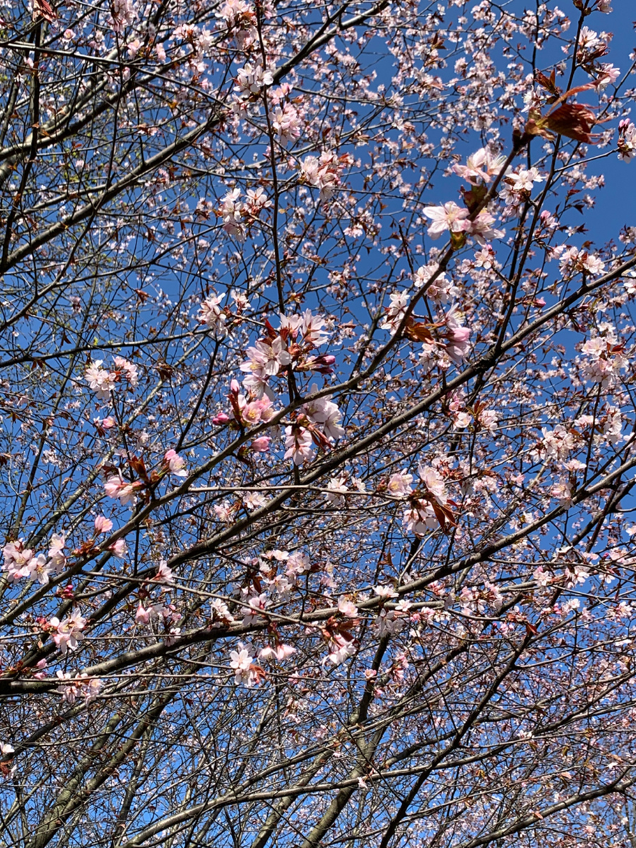 Сакура на Каменном острове - фото автора