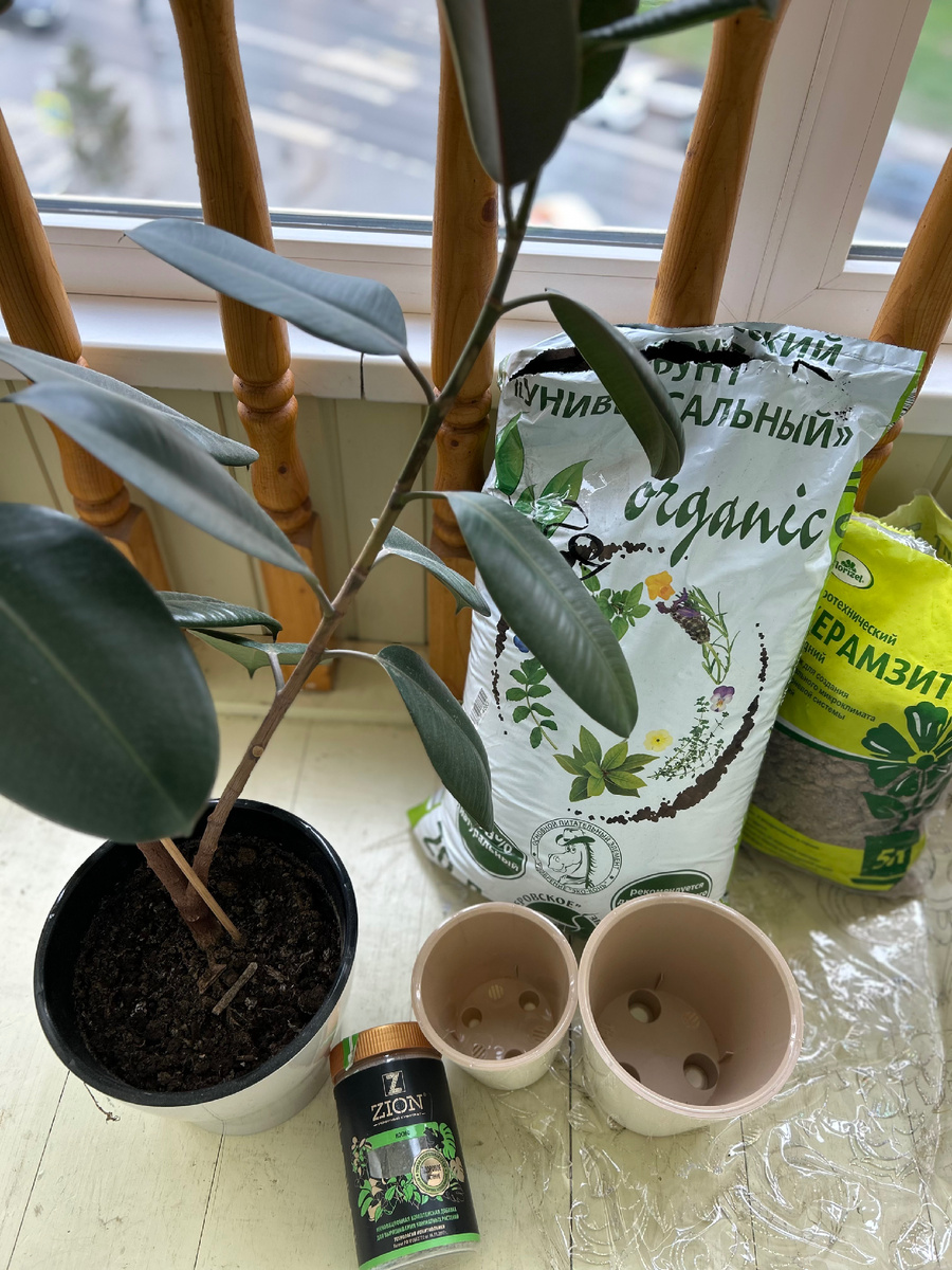 Фикус давно перерос свой горшок 🪴 