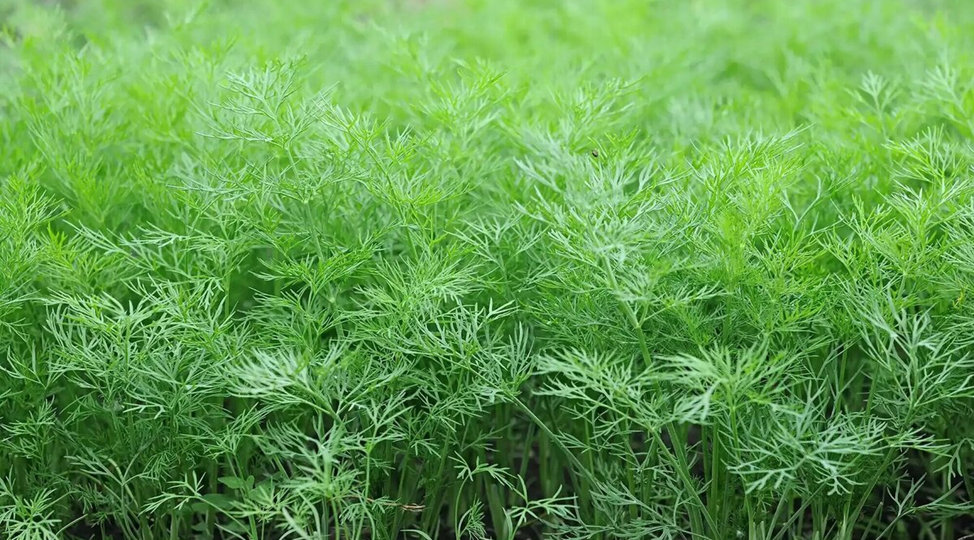 Укроп в рационе перепелов: польза и правила кормления