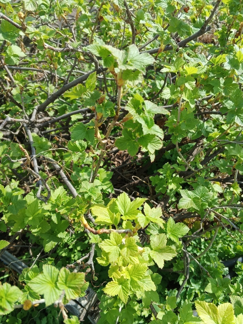 Смородинка 