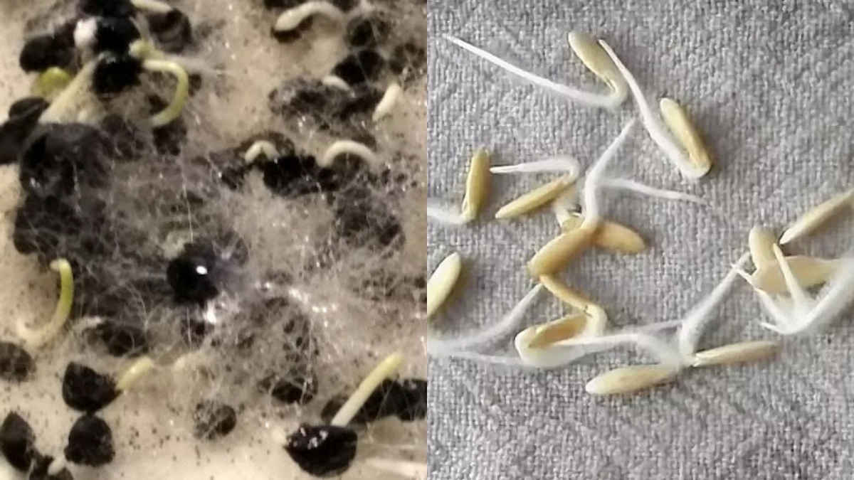 Разница между традиционным замачиванием и методом молочной обработки при одинаковой температуре посадки