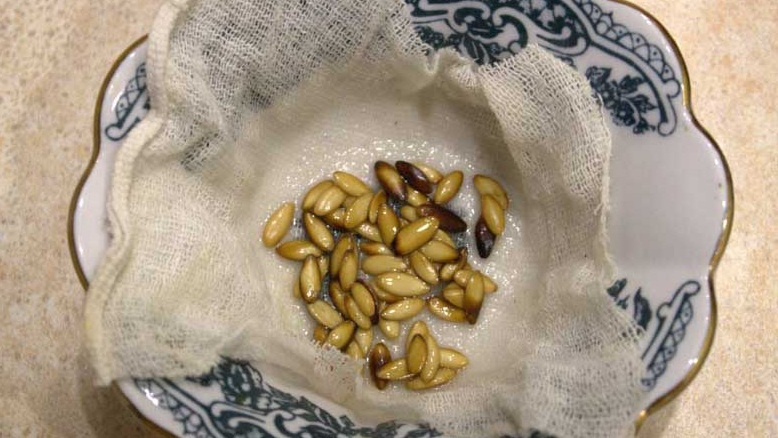 После 12 часов в воде семена начинают задыхаться.