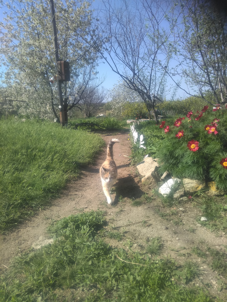 Мурка провожает в дорогу, наверное думает я на рыбалку собрался.